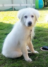 Great Pyrenees-Unknown Mix Dogs for adoption in Spring, TX, USA