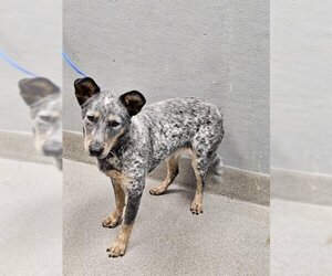 Australian Cattle Dog-Unknown Mix Dogs for adoption in Las Vegas, NV, USA