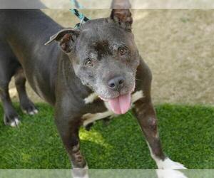 American Staffordshire Terrier-Unknown Mix Dogs for adoption in Tallahassee, FL, USA