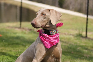 Weimaraner Dogs for adoption in Temple, GA, USA