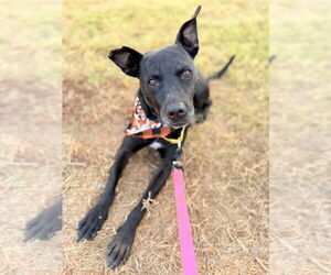 Labrador Retriever Dogs for adoption in FRAMINGHAM, MA, USA