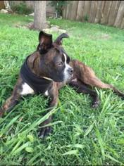Boston Terrier Dogs for adoption in Wylie, TX, USA