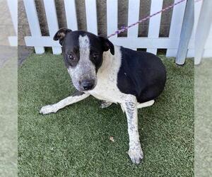 American Pit Bull Terrier-Unknown Mix Dogs for adoption in Modesto, CA, USA