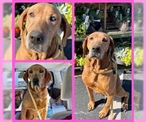 Redbone Coonhound Dogs for adoption in Clyde, NC, USA