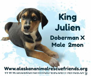 Doberman Pinscher-Unknown Mix Dogs for adoption in Anchorage, AK, USA