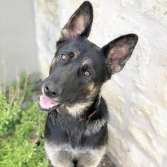 German Shepherd Dog Dogs for adoption in Fredericksburg, TX, USA