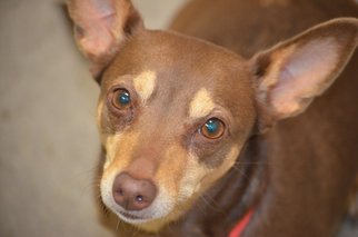 American Rat Pinscher Dogs for adoption in Harrisburg, PA, USA