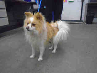 Pomeranian Dogs for adoption in Fairfield, CA, USA
