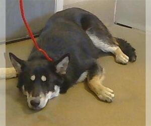 German Shepherd Dog-Siberian Husky Mix Dogs for adoption in Sacramento, CA, USA
