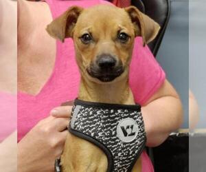 Chihuahua Dogs for adoption in Von Ormy, TX, USA