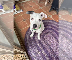 American Pit Bull Terrier-Unknown Mix Dogs for adoption in Fort Collins, CO, USA