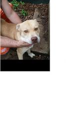 Chinese Shar-Pei-Labrador Retriever Mix Dogs for adoption in Von Ormy, TX, USA