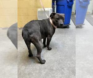 Staffordshire Bull Terrier Dogs for adoption in Stockton, CA, USA