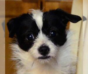 Parson Russell Terrier Dogs for adoption in Vernonia, OR, USA