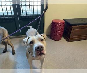 American Pit Bull Terrier Dogs for adoption in Pasadena, CA, USA