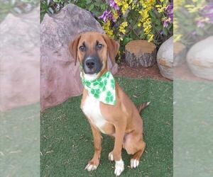 Mutt Dogs for adoption in Oklahoma City, OK, USA