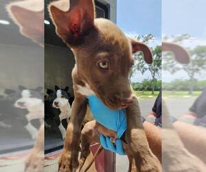 American Staffordshire Terrier-Unknown Mix Dogs for adoption in San Antonio, TX, USA