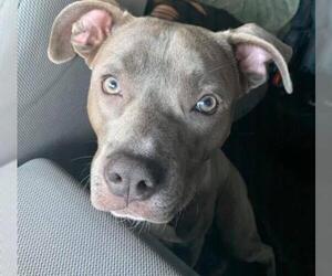 American Pit Bull Terrier Dogs for adoption in Spring, TX, USA
