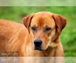 Golden Labrador Dogs for adoption in Chouteau, OK, USA