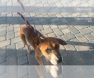 Boxer-Unknown Mix Dogs for adoption in Ocala, FL, USA