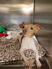 Rat Terrier Dogs for adoption in Albemarle, NC, USA