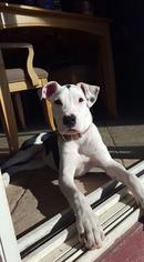 American Pit Bull Terrier-Dalmatian Mix Dogs for adoption in Lafayette, CO, USA