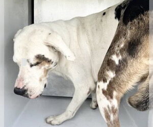 Catahoula Leopard Dog-Unknown Mix Dogs for adoption in Houston, TX, USA