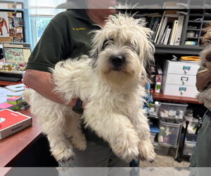 Shih-Poo Dogs for adoption in Rustburg, VA, USA