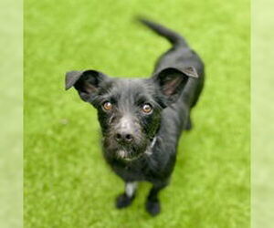 Mutt Dogs for adoption in Salinas, CA, USA