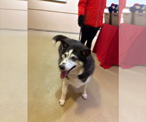 - Mix Dogs for adoption in Westwood, NJ, USA