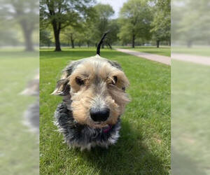 Mutt Dogs for adoption in Aurora, CO, USA