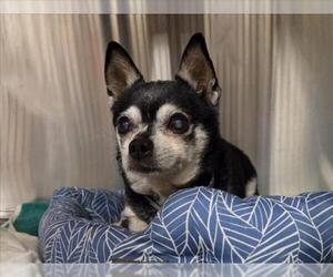Chihuahua Dogs for adoption in Martinez, CA, USA