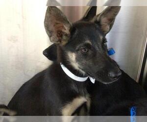 German Shepherd Dog Dogs for adoption in Riverside, CA, USA