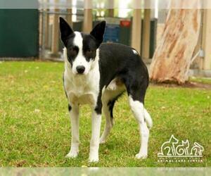 Border Collie Dogs for adoption in Irvine, CA, USA