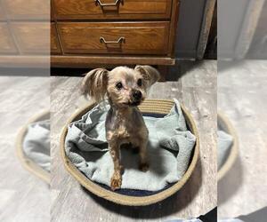 Mutt Dogs for adoption in Louisville, KY, USA