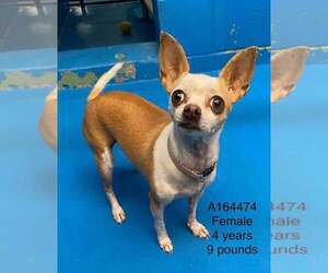 Chihuahua-Unknown Mix Dogs for adoption in Calgary, Alberta, Canada