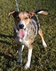 Catahoula Leopard Dog-Unknown Mix Dogs for adoption in Harpswell, ME, USA