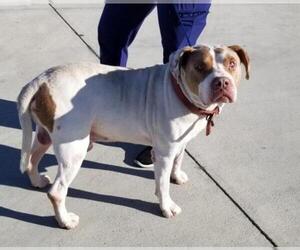 American Pit Bull Terrier Dogs for adoption in Seattle, WA, USA