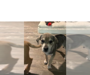 Chihuahua-Unknown Mix Dogs for adoption in Ball Ground, GA, USA