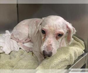 Poodle (Miniature)-Unknown Mix Dogs for adoption in Moreno Valley, CA, USA