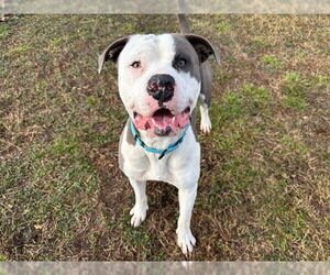 American Pit Bull Terrier Dogs for adoption in Ocala, FL, USA