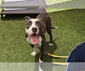 American Pit Bull Terrier-Unknown Mix Dogs for adoption in Las Vegas, NV, USA