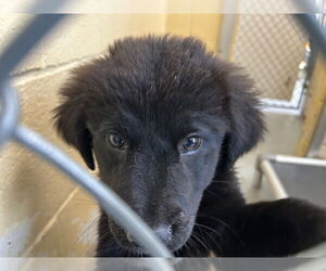 Great Pyrenees-Unknown Mix Dogs for adoption in Tulsa, OK, USA