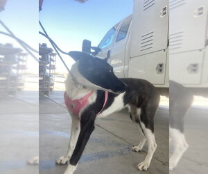 Collie-Unknown Mix Dogs for adoption in Bakersfield, CA, USA
