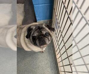 Pug Dogs for adoption in Forestville, MD, USA