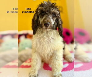 Poodle (Standard) Dogs for adoption in Studio City, CA, USA