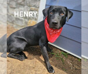 Labrador Retriever Dogs for adoption in Maryville, TN, USA