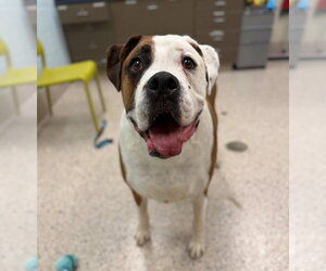 Boxer Dogs for adoption in Brighton, CO, USA