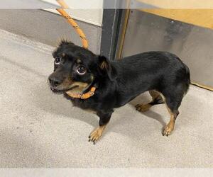 Chihuahua-Unknown Mix Dogs for adoption in Modesto, CA, USA