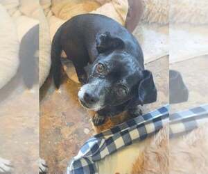 Pug-Unknown Mix Dogs for adoption in Brewster, NY, USA